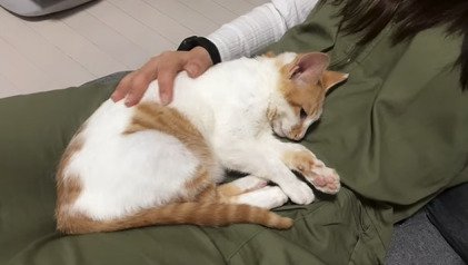 膝の上で寝転ぶ猫