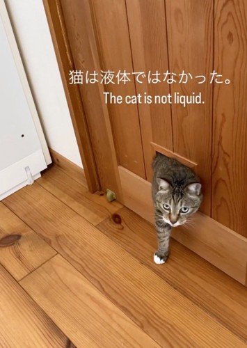 視線を向ける猫