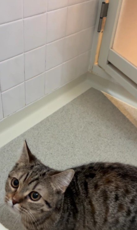 お風呂場の猫