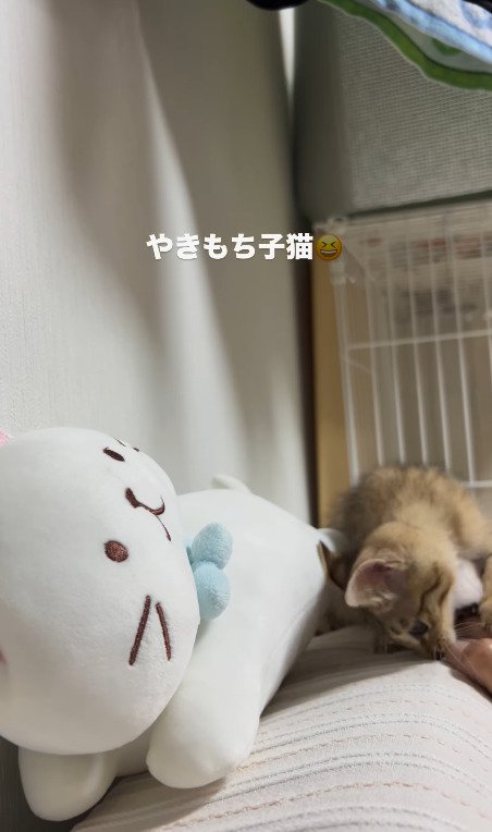 飼い主さんの手を噛む猫