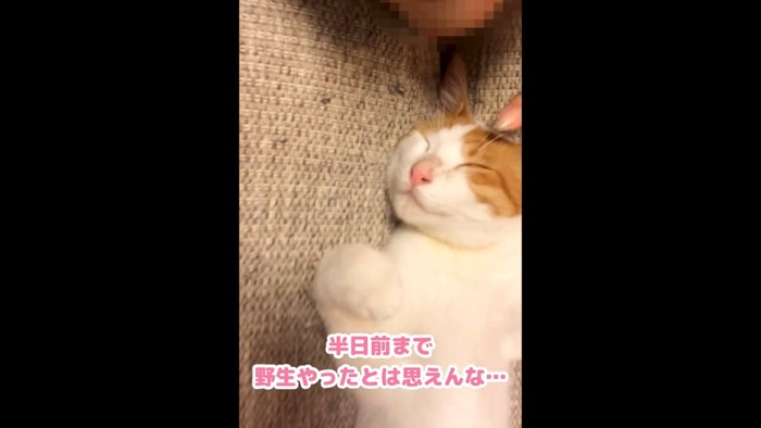 テロップ「半日前まで～」