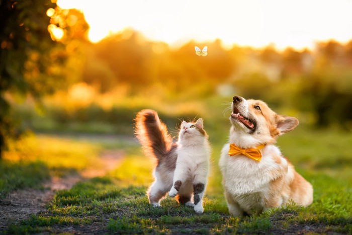 飛ぶ蝶を見つめる犬と猫