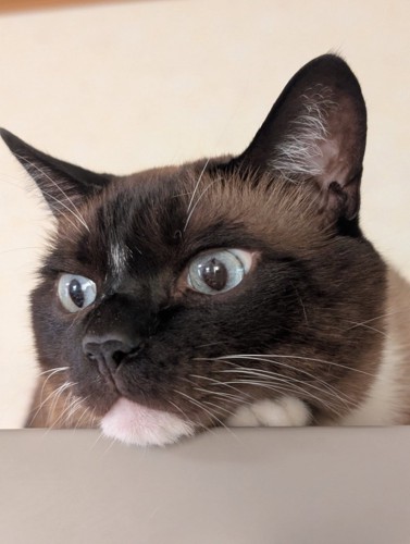 猫の顔