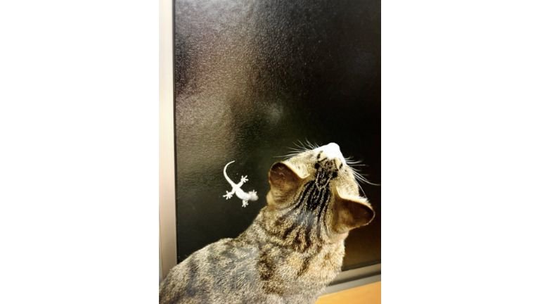 猫とヤモリ