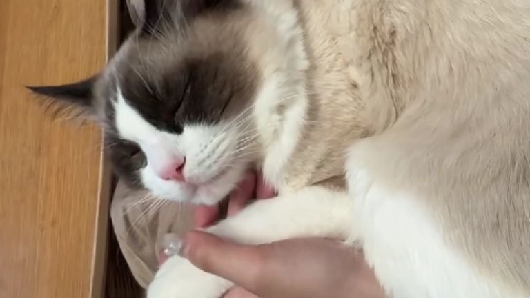 室内にいる猫