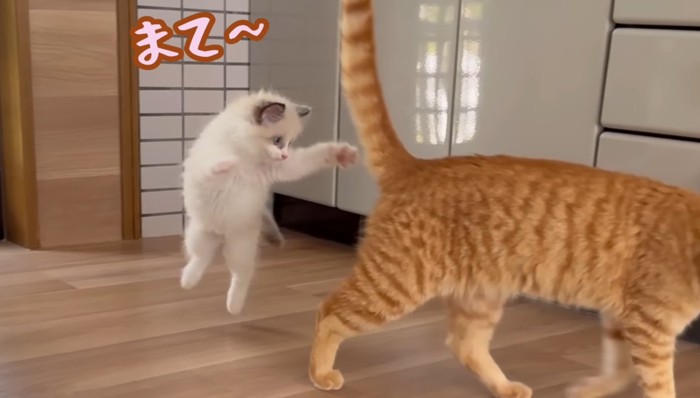 まて〜