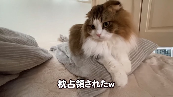 枕に乗る猫