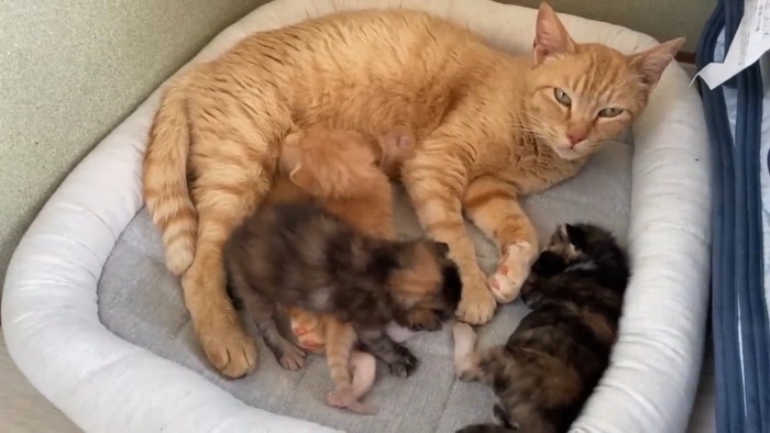 横になってカメラを見る母猫