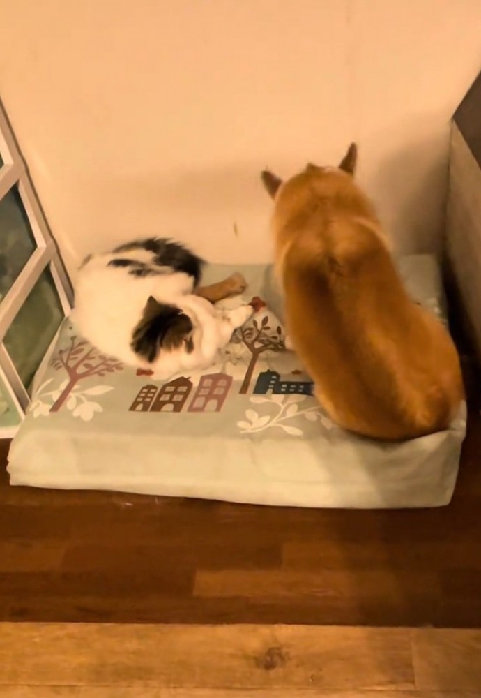 犬を見つめる猫