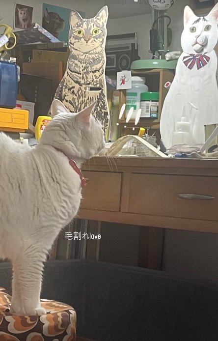 テーブルの上に乗っている二つのパネルを見つめる猫