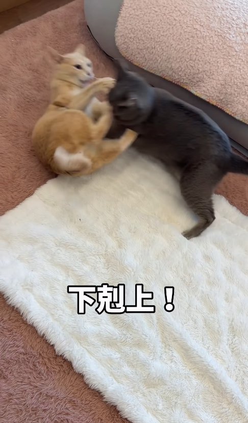 白いラグの上でケンカをしている2匹の猫