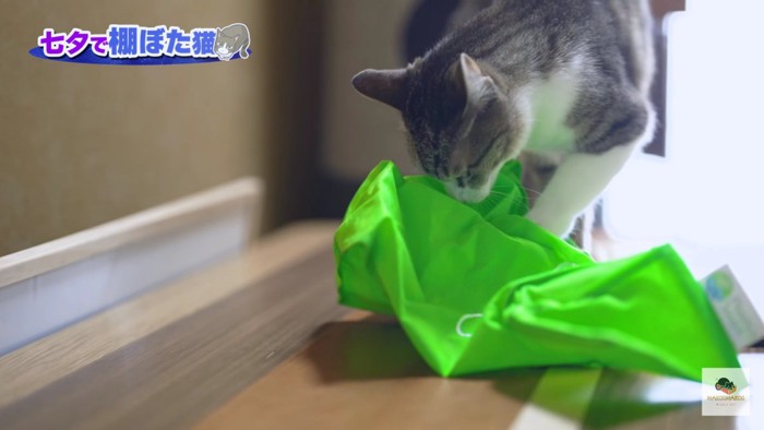 エコバッグをさぐる猫