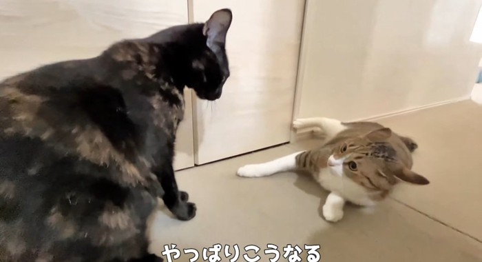 怒る猫