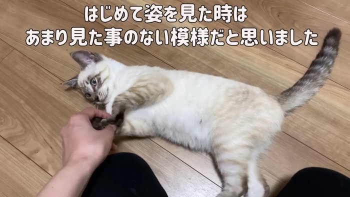 横になる子猫