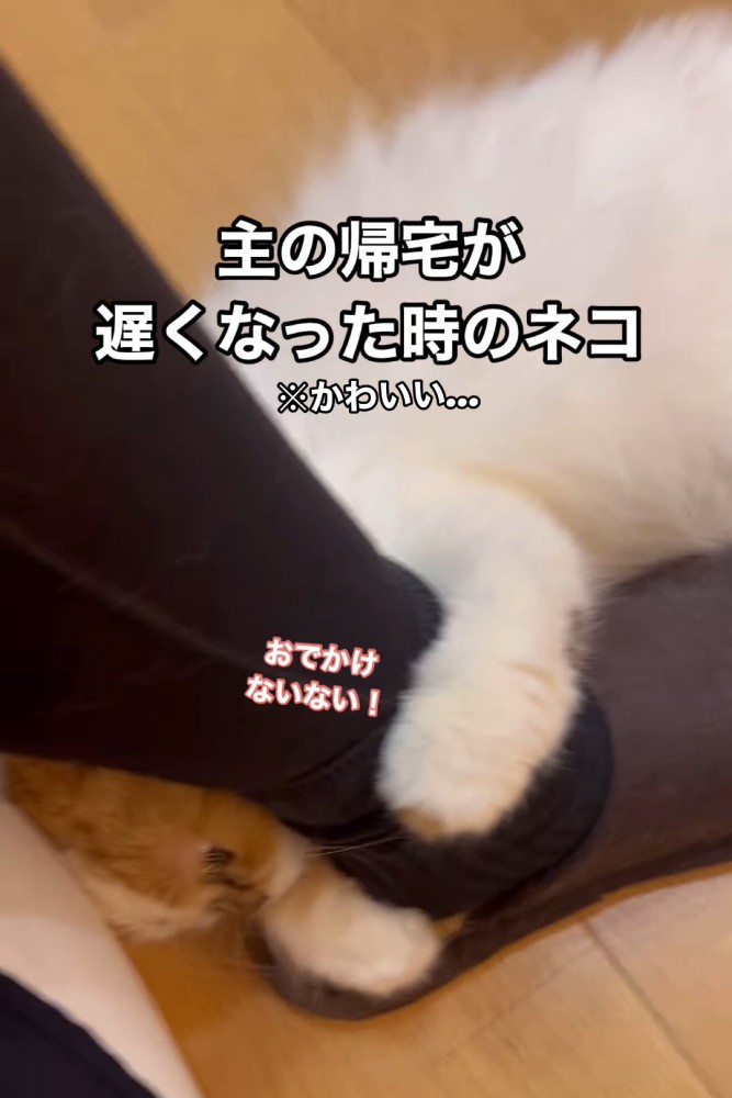 横になって人の足に抱きつく猫