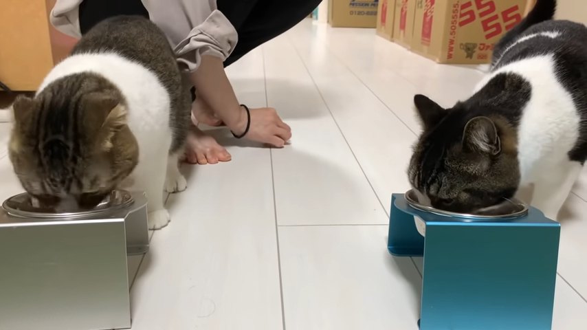 ごはんを食べる2匹の猫