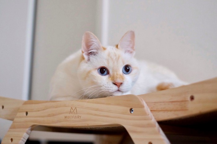 白い猫が伏せている