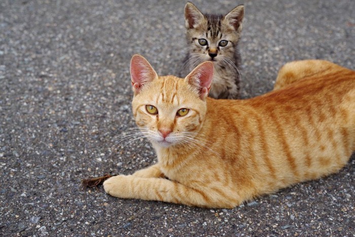 子を守る母猫