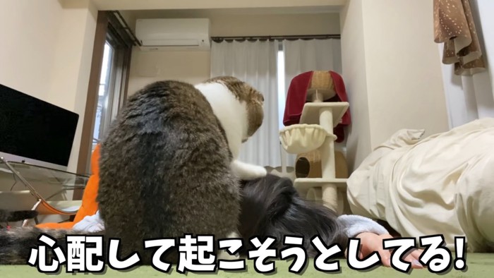 人の頭を前足でさわる猫