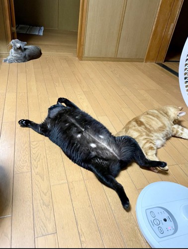 寝ている3匹の猫