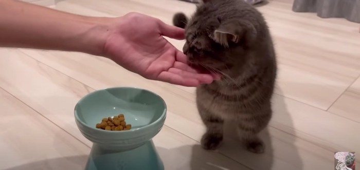 短足猫に触る飼い主さんの手