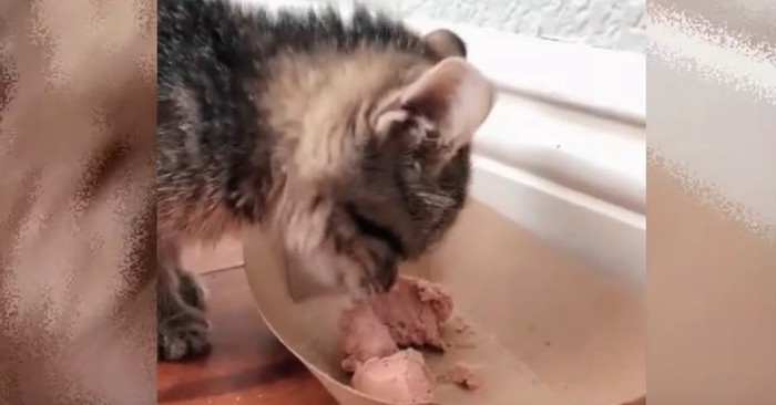 エサを食べる子猫