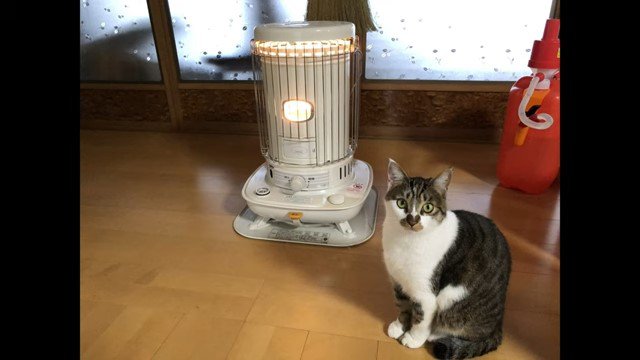 ストーブにあたる猫