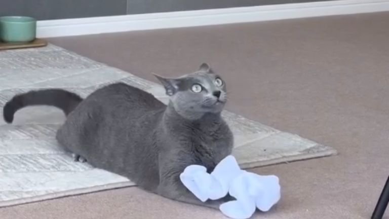 室内にいる猫