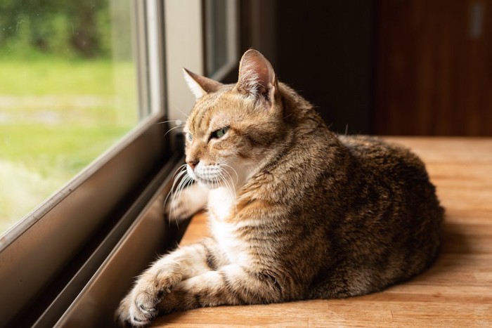 窓辺で外を見ながらくつろぐ猫