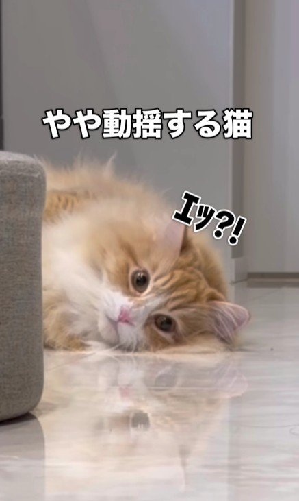 驚く猫