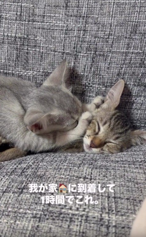 ソファで寝ている2匹の子猫