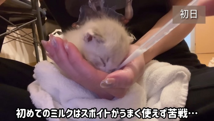 ミルクを飲む猫