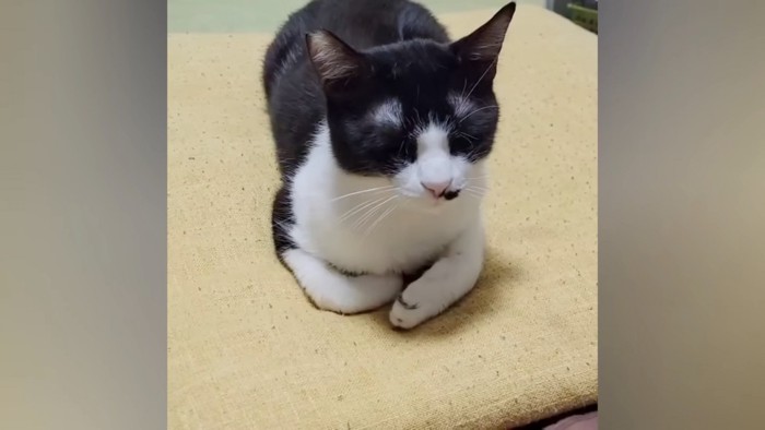 目を閉じて座る猫