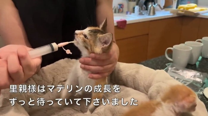 給餌される三毛の子猫