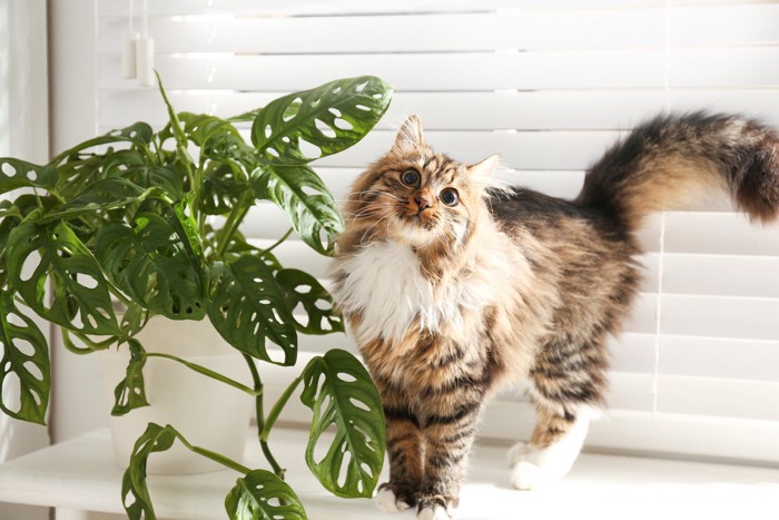 観葉植物と猫