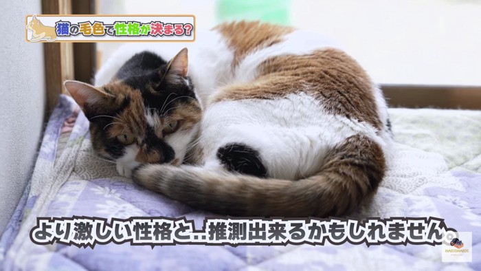 丸くなる三毛猫