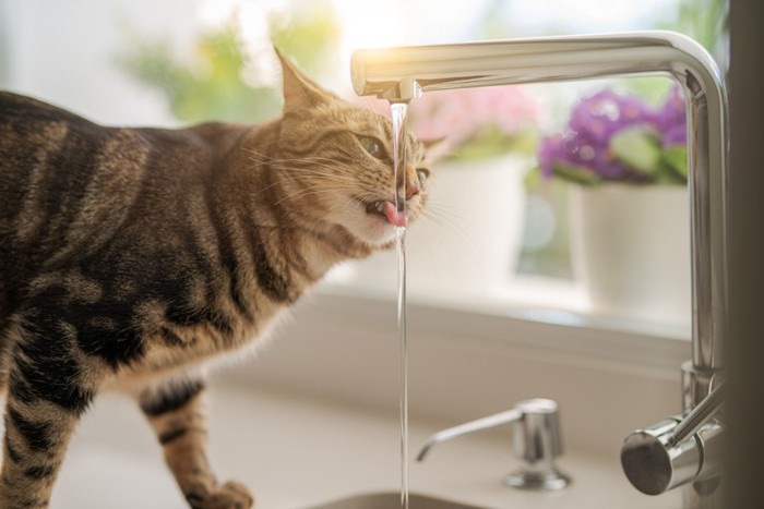 水道から水を飲む猫