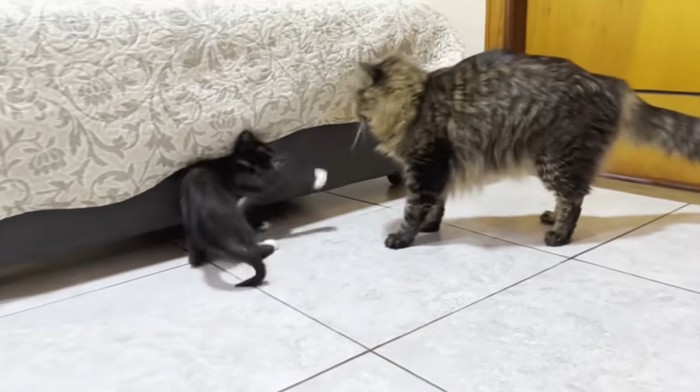 猫に猫パンチをする子猫
