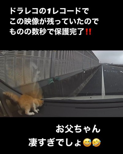 ダッシュボードの上にいる子猫