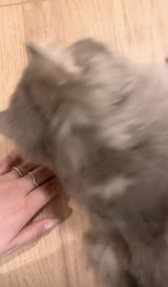 飼い主さんの手へ近づいてくる凪ちゃん