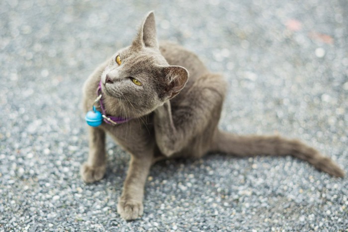 首を痒がる猫