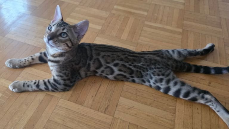 室内にいる猫