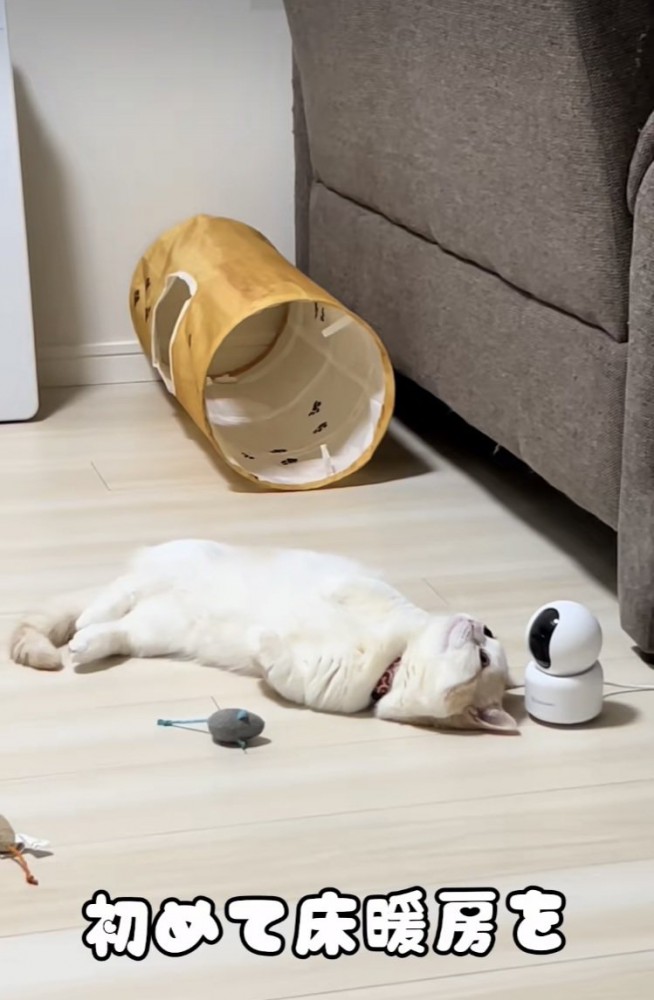 床暖房に寝転がるマンチカン