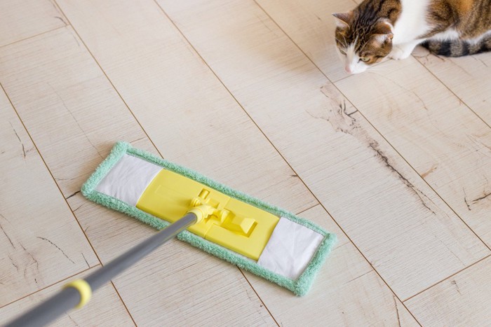 モップを見ている猫