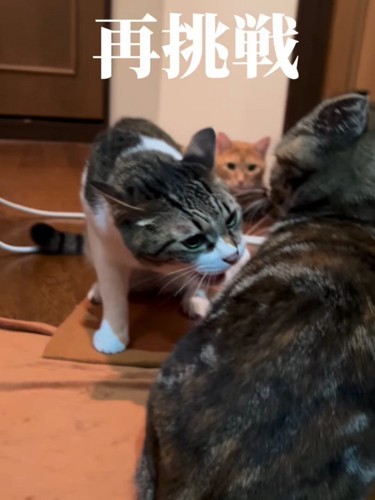子猫をにらむ成猫