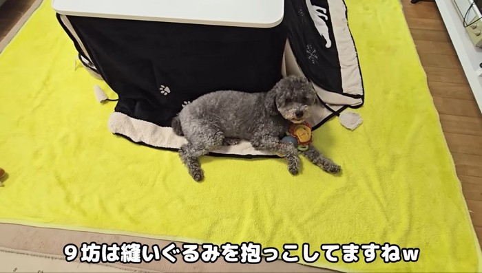 きゅうちゃんとぬいぐるみ
