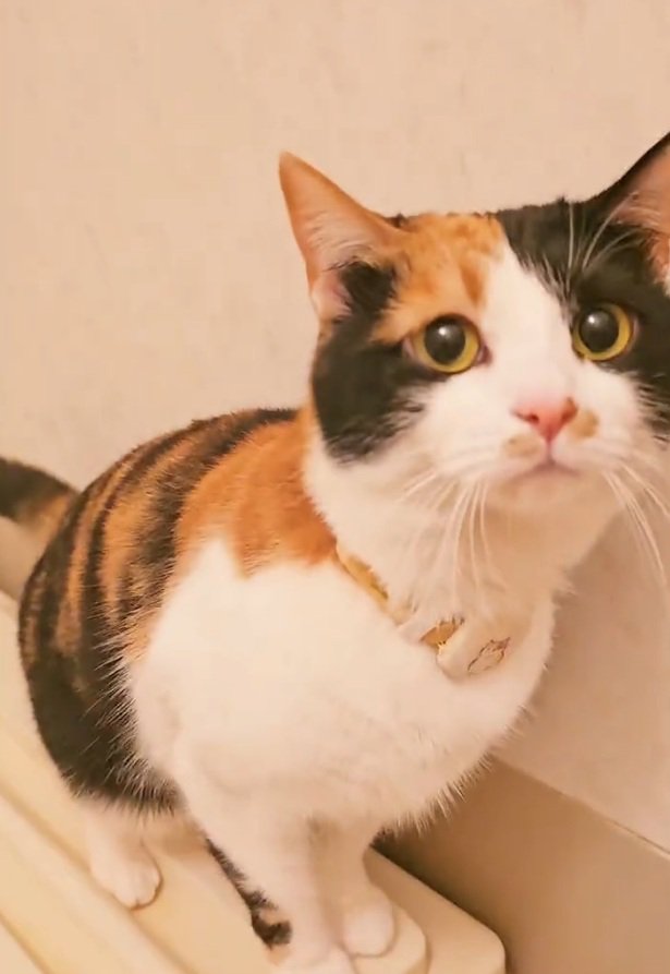 飼い主さんを見るマオマオちゃん