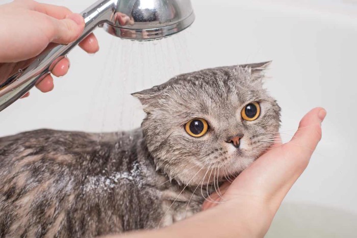 シャワーを浴びる猫