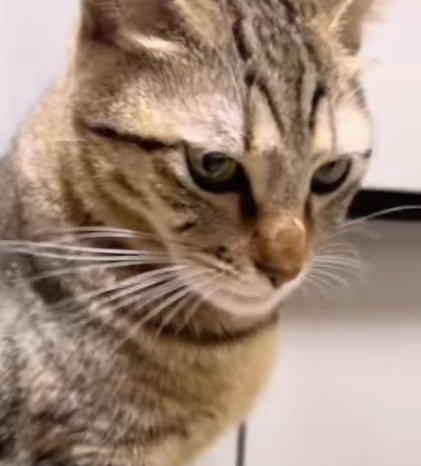 上から猫を見た様子2