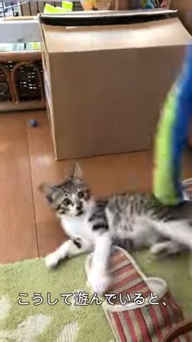 段ボールの前、転がる子猫